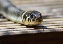 Cobra snake found in new Islamabad Airport