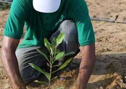 مركز الأبحاث الزراعية في جازان ينفذ تجربة حقلية لنبات الكاجو بمحافظة الليث