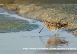 Jebel Ali Wetland Sanctuary declared a Ramsar site