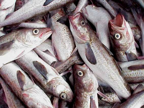 Poland Wants to Import Fish From Russia's Far East Via Northern Sea Route - Statement