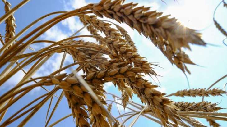 Russian Wheat Exports Almost Double in 2018 - Customs
