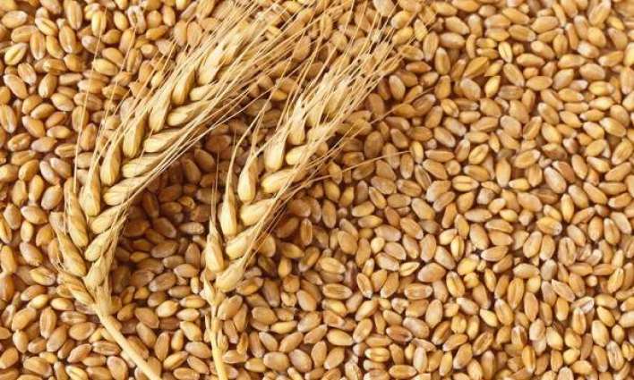 Russia Ready to Increase Export of Grain, Start Delivering Meat to Nigeria - Minister