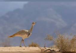 Abu Dhabi Summit to boost conservation prospects for Houbara