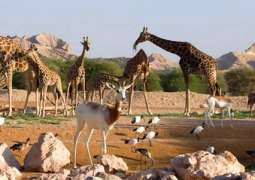 Al Ain Zoo launches Conservation Festival 2018