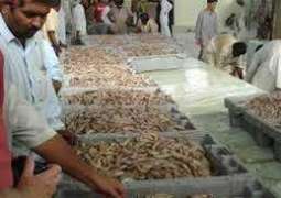 سمندری خوراک دی برآمدات اچ 11.31 فیصد گھٹکی تھئی ، ادارہ برائے شماریات