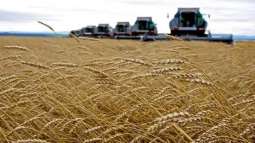 Forecast for Russia's Wheat Crop in 2018 Raised to 70 Mln Tonnes - Agriculture Ministry