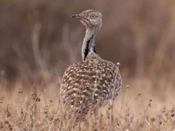 Pakistan and Afghan officials praise UAE for Houbara conservation