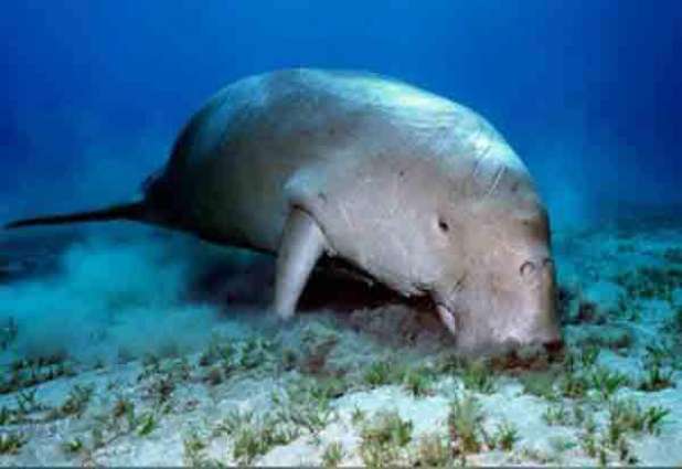 Illegal fishing practices responsible for 20 dead dugongs in Abu Dhabi
