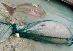 "هيئة بيئة أبوظبي" تمنع صيد الأسماك السطحية بواسطة الشباك بطريقة الحلاق