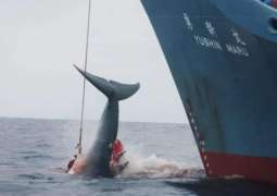 REVIEW - Japan's Decision to Resume Commercial Whaling Sparks Backlash of Eco Activists