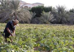 الزراعة في أبوظبي ..أمن غذائي واستدامة
