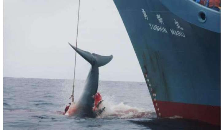 REVIEW - Japan's Decision to Resume Commercial Whaling Sparks Backlash of Eco Activists