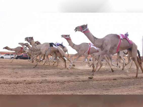 Mansour bin Zayed witnesses ‘Zayed Grand Prize for Camel Racing’