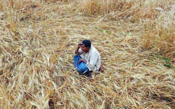 بھارت، فصل دا خریدار نہ ملنڑ تے کسان خود کشی کر گھدی