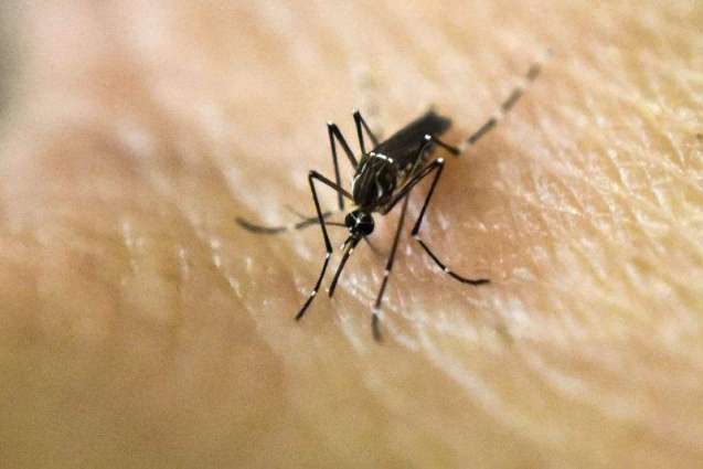 Risk of Zika Virus in Russia Present, Black Sea Coast Taking Precautions - Health Watchdog