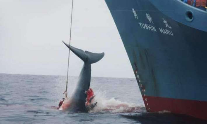 REVIEW - Japan's Decision to Resume Commercial Whaling Sparks Backlash of Eco Activists