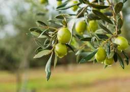 EU to Begin Legal Action at WTO Against US Duties on Spanish Olives - EU Trade Chief