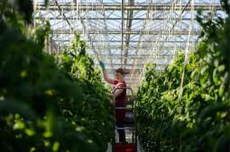 Russia's Greenhouse Vegetables Harvest to Grow by 18% to 1.3Mln Tonnes in 2019 - Ministry