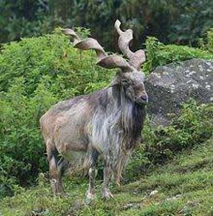 Man awarded six month jail for shooting Markhor in Hunza