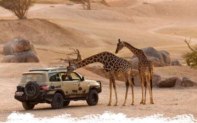 Al Ain Zoo provides safe haven for endangered Nile lechwe