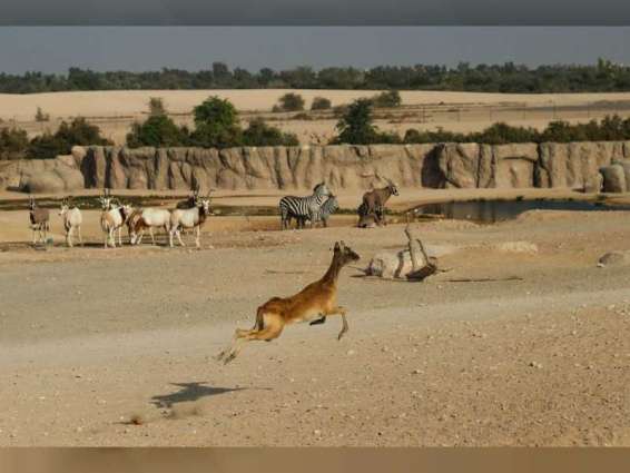 حديقة الحيوانات بالعين تطلق "ظبي النيل" المهدد بالانقراض
