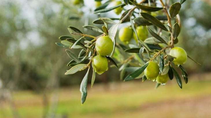EU to Begin Legal Action at WTO Against US Duties on Spanish Olives - EU Trade Chief