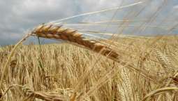 Russia May Double Wheat Exports to Mexico Next Agricultural Year - Grain Quality Center