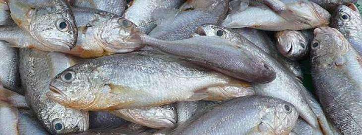 ERC launches fish landing centre in Wahjah, Red Sea Coast