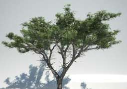 شجرة الغاف.. رمز التسامح و العطاء الخالد في وجدان الوطن