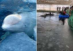 Rehabilitation Center for Orcas From 'Whale Jail' to Open in Russian Far East - Statement
