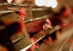 الإمارات تحظر استيراد الدواجن من روسيا بسبب إنفلونزا الطيور- الرقابة الزراعية