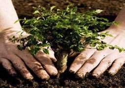 CAA starts tree plantation campaign in aviation sector