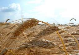 روسيا تتوقع حصاد ما لا يقل 118 مليون طن من الحبوب في العام الحالي