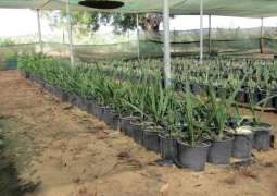 New central nursery for local plants established in Abu Dhabi