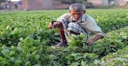 Punjab government distributes cheques among farmers under Crop Insurance Scheme