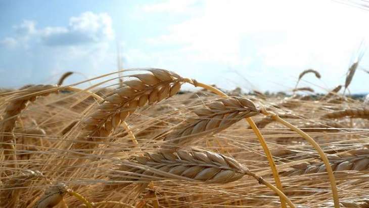 روسيا تتوقع حصاد ما لا يقل 118 مليون طن من الحبوب في العام الحالي