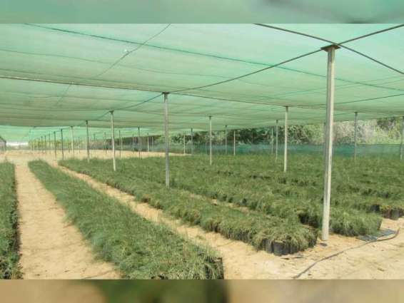 "بيئة أبوظبي" تعكف على إنشاء مشتل مركزي للنباتات المحلية