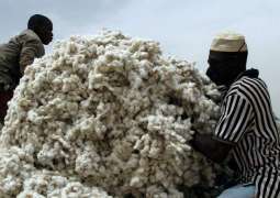 Sudanese Cotton Producers Seek Deals With Russian Companies - Ambassador to Moscow