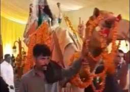 Pakistani bride enters her wedding on camel and we are shook!
