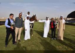 الجواد "مراد سعفان" بطلا للجولة الافتتاحية لكأس رئيس الدولة للخيول العربية بالقاهرة