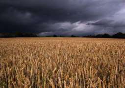 Rains, hailstorm damage wheat crops on hundreds of acres in Punjab