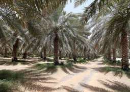 Abu Dhabi conducts survey on over 4 million date palm trees in Q1