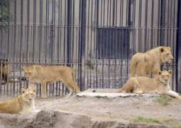Lahore Zoo to receive 18 big cats from UAE