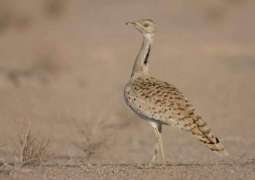 IFHC releases rescued Asian Houbara in Pakistan