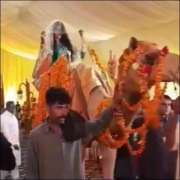 Pakistani bride enters her wedding on camel and we are shook!
