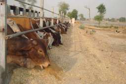 Some 11 projects on cards for development of KP's agriculture, livestock sectors