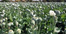 Poppy crop destroyed in Peshawar