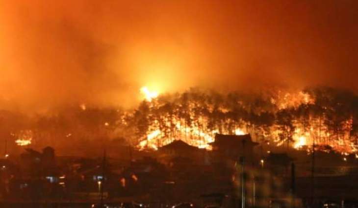 South Korean Gov't Declares State of National Disaster Over Wildfires in Gangwon - Reports