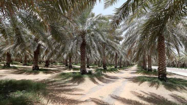 Abu Dhabi conducts survey on over 4 million date palm trees in Q1