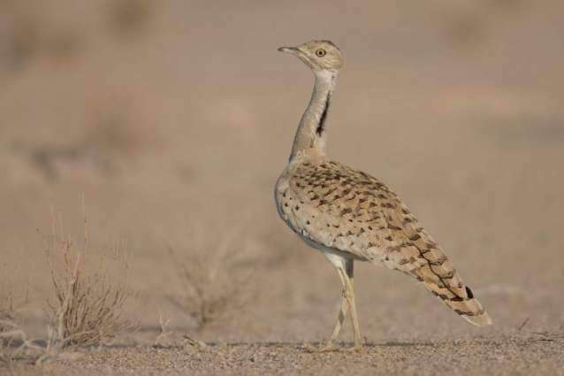 IFHC releases rescued Asian Houbara in Pakistan